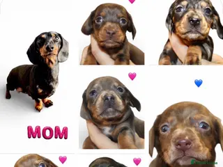 Miniature Dachshund dogs 🩷✨Available mini PRA clear pups !✨🩷 - Advert 1