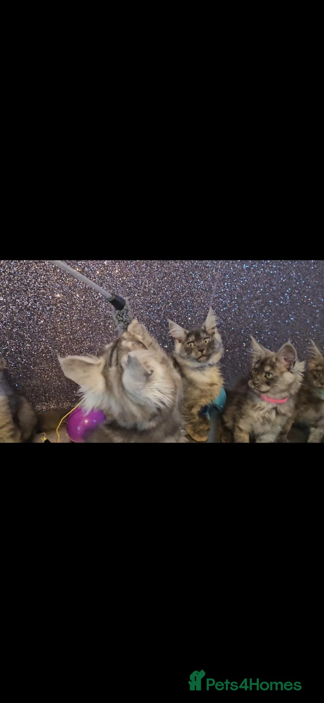 Maine Coon cats for sale: TICA Registered Maine Coon Kittens. - Advert 2