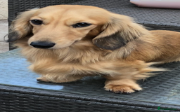 Miniature Dachshund dogs for sale: Levmai Miniature Longhaired Dachshunds  - Image 9