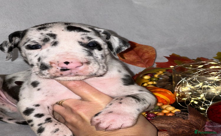 Great Dane dogs - Advert 1