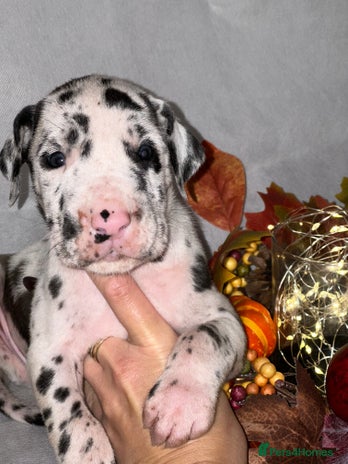 Great Dane dogs - Advert 4