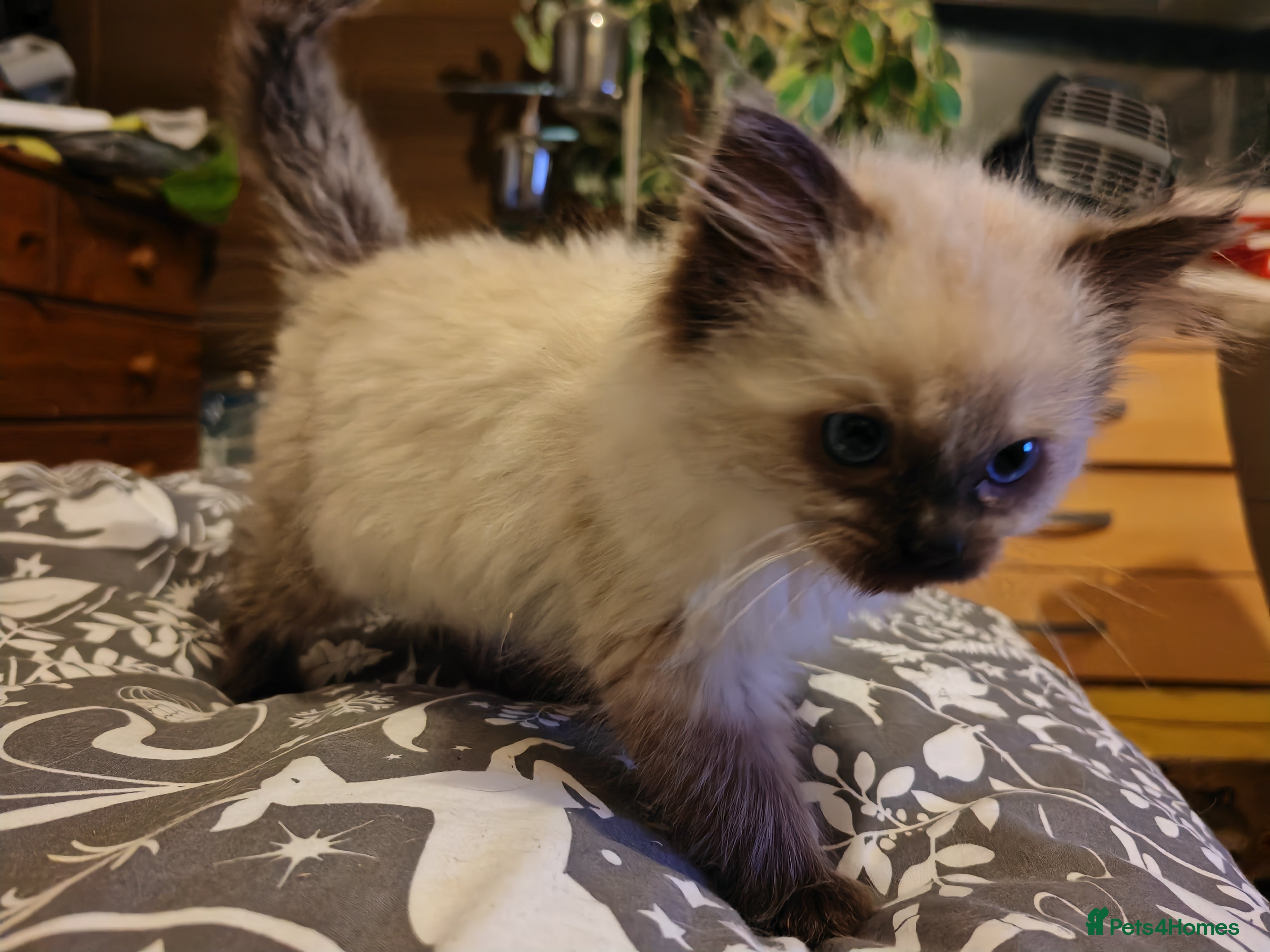 Ragdoll cats Ragdoll kittens ready for a new home! - Advert 3