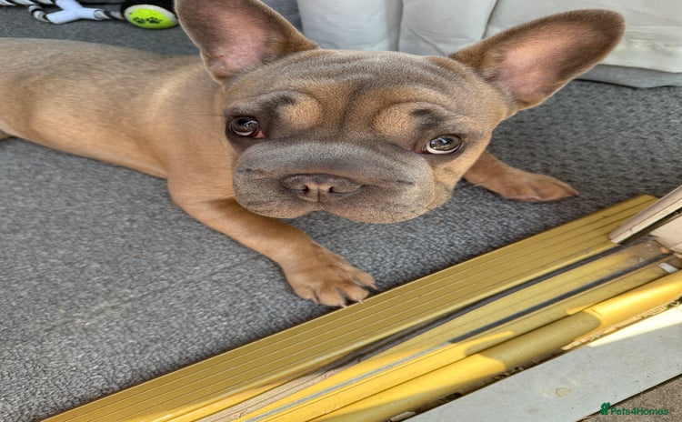 French Bulldog dogs - Advert 1