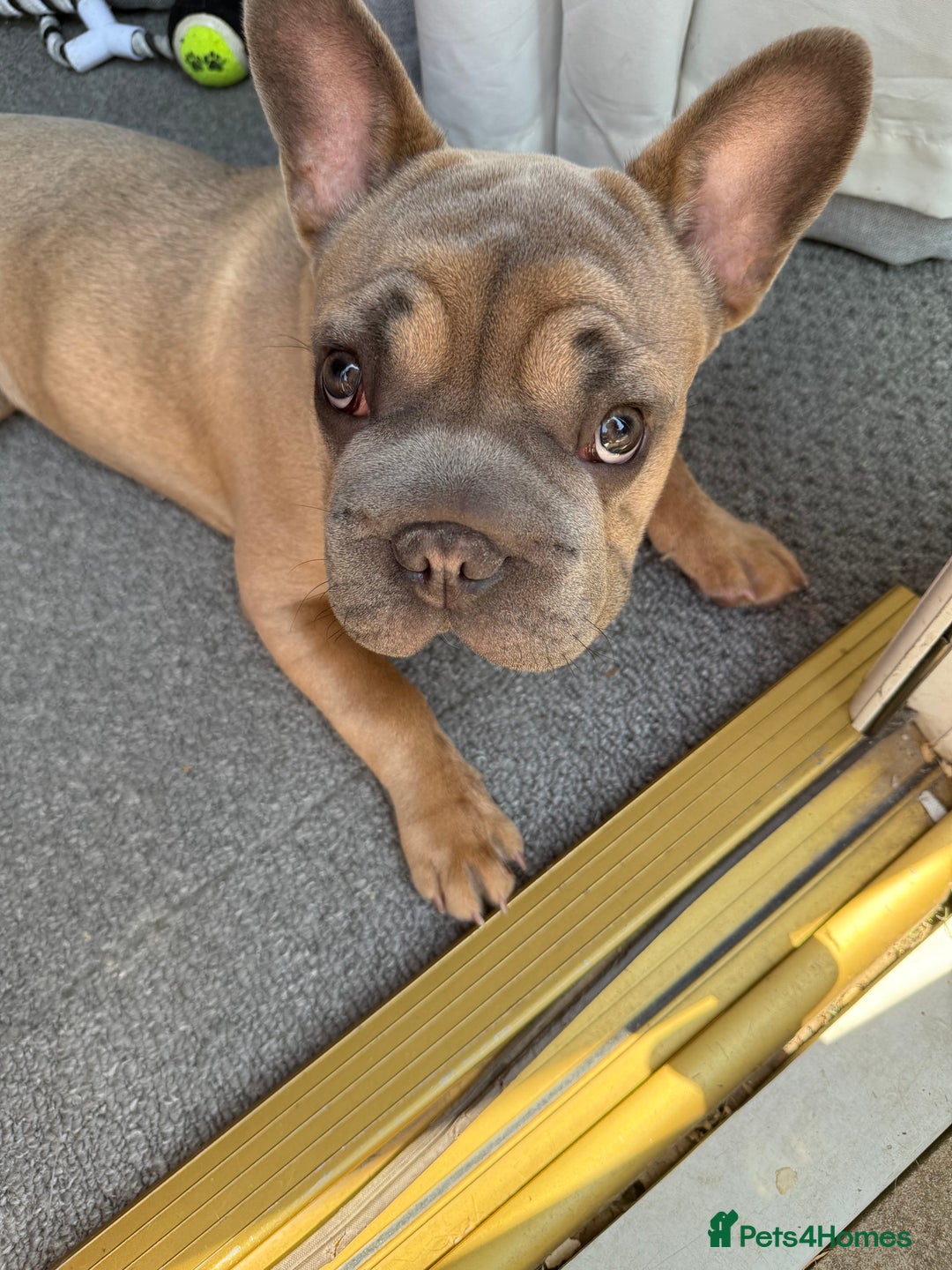 French Bulldog dogs for sale: Big rope Frenchie - Image 1