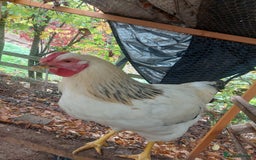 Chickens poultry for sale: More cockerel for sale - Image 2