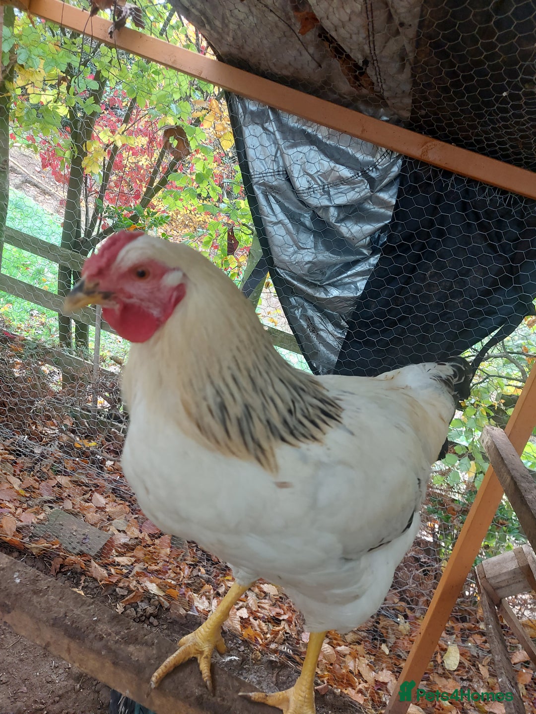 Chickens poultry for sale: More cockerel for sale - Image 2