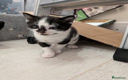 Domestic Shorthair cats for sale: Two Shorthair Kittens - Image 2