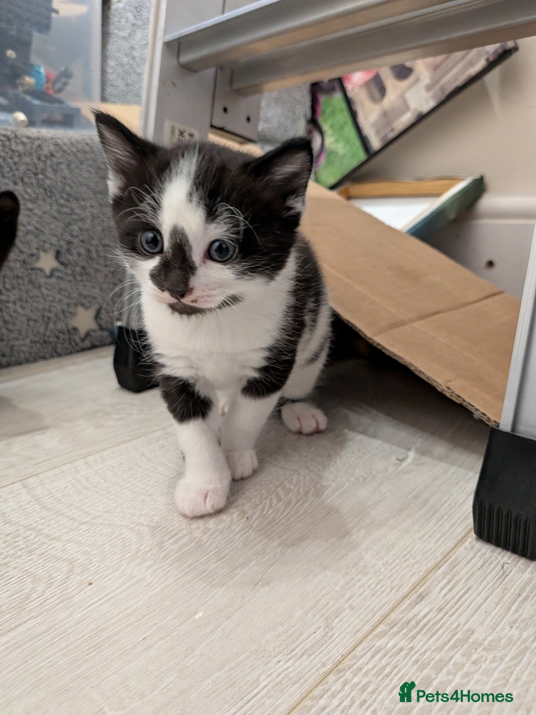 Domestic Shorthair cats for sale: Two Shorthair Kittens - Image 2