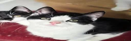 Mixed Breed cats for sale: Calico litter - Advert 16