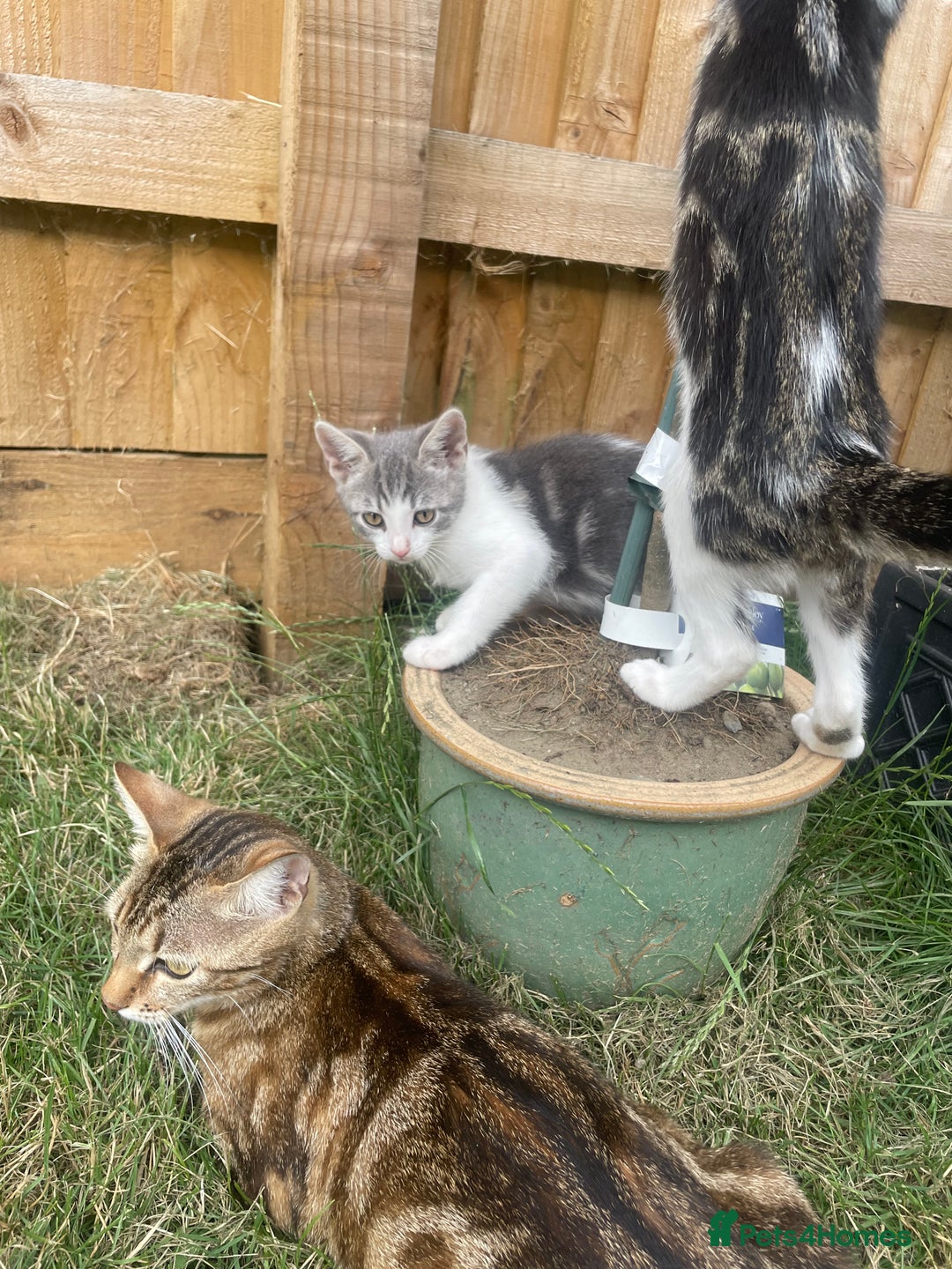 Bengal cats for sale: Two Bengal Cross kittens male and female - Image 8