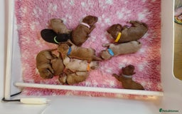 Cavapoo dogs for sale: Cute bundles of sweetness  - Image 8
