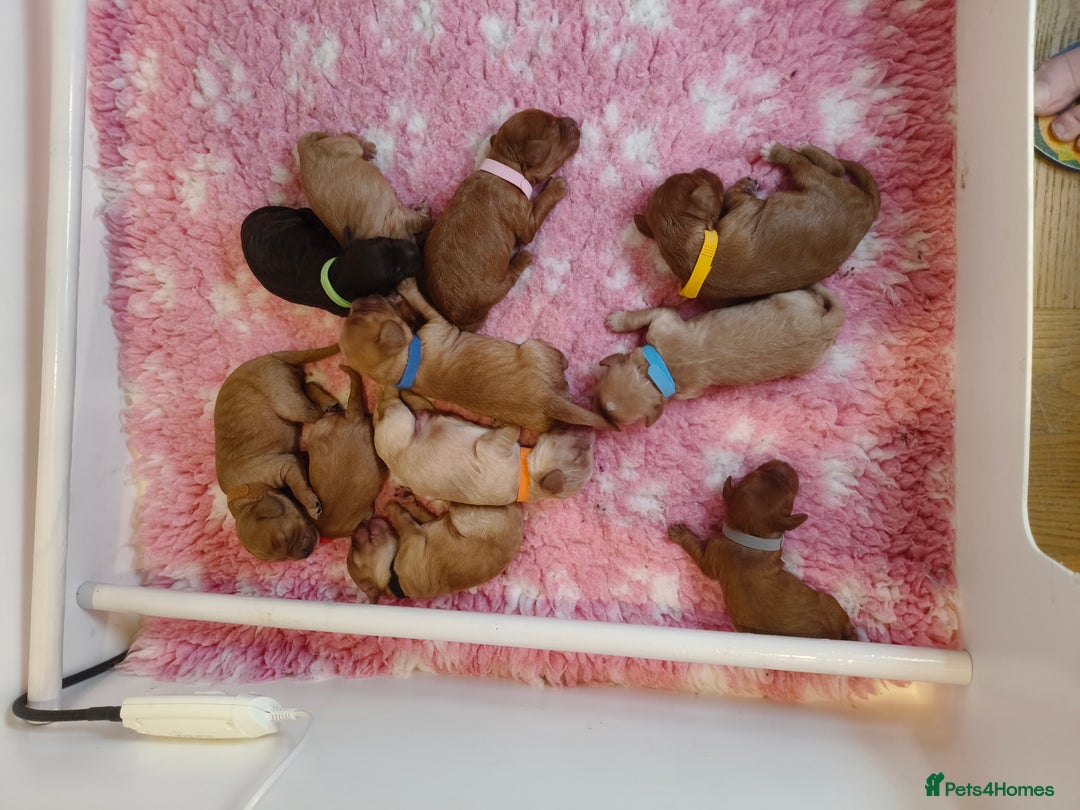 Cavapoo dogs for sale: Cute bundles of sweetness  - Image 8