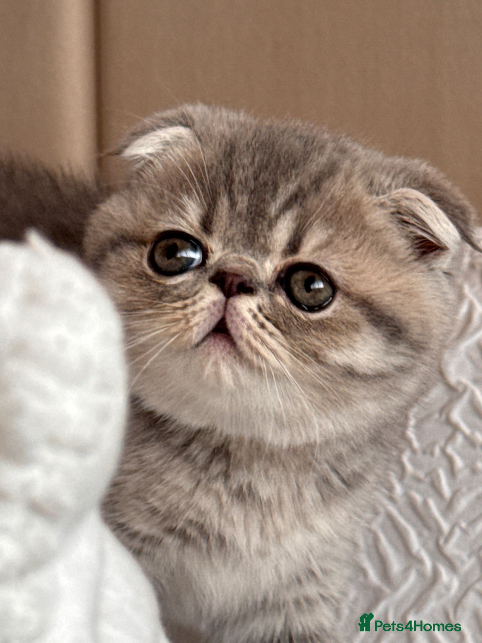 Persian cats Beautiful Scottish fold exotic  kittens ready now! - Advert 12