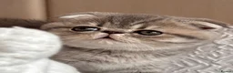 Persian cats for sale: Beautiful Scottish fold exotic Persian kittens  - Advert 12