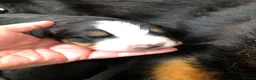 Bernese Mountain Dog dogs for sale: Stunning Bernese mountain puppies - Advert 6