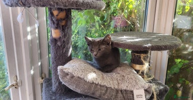 British Shorthair cats - Advert 13