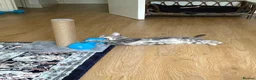Domestic Shorthair cats for sale: A little over 1yr old female cat in London - Advert 2