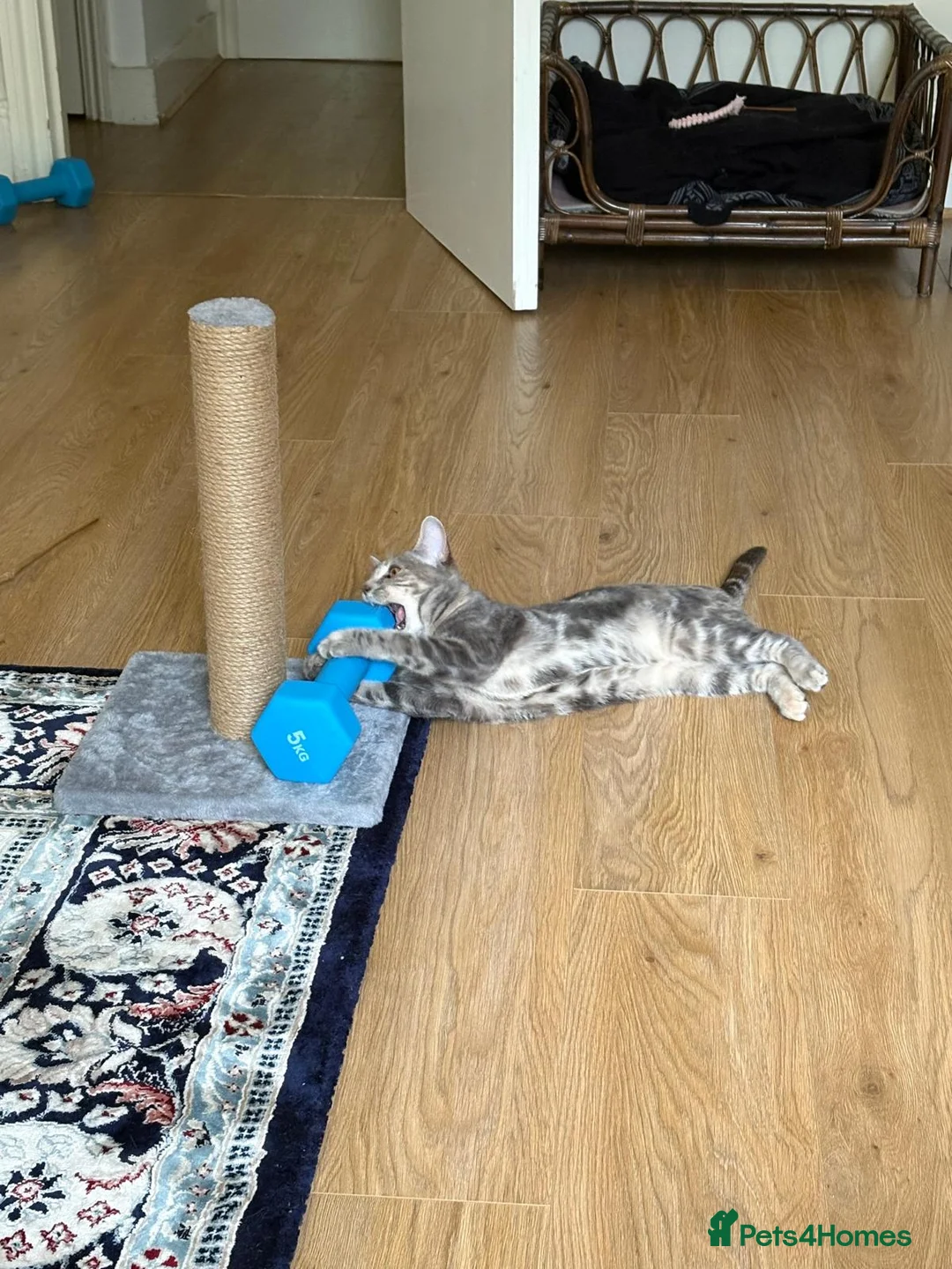 Domestic Shorthair cats for sale: A little over 1yr old female cat in London - Advert 2