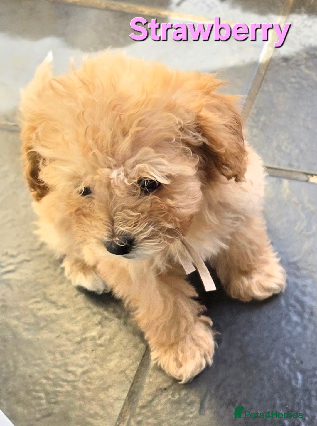 Poochon dogs for sale: Boys 850 , Girls 1050  - Advert 3