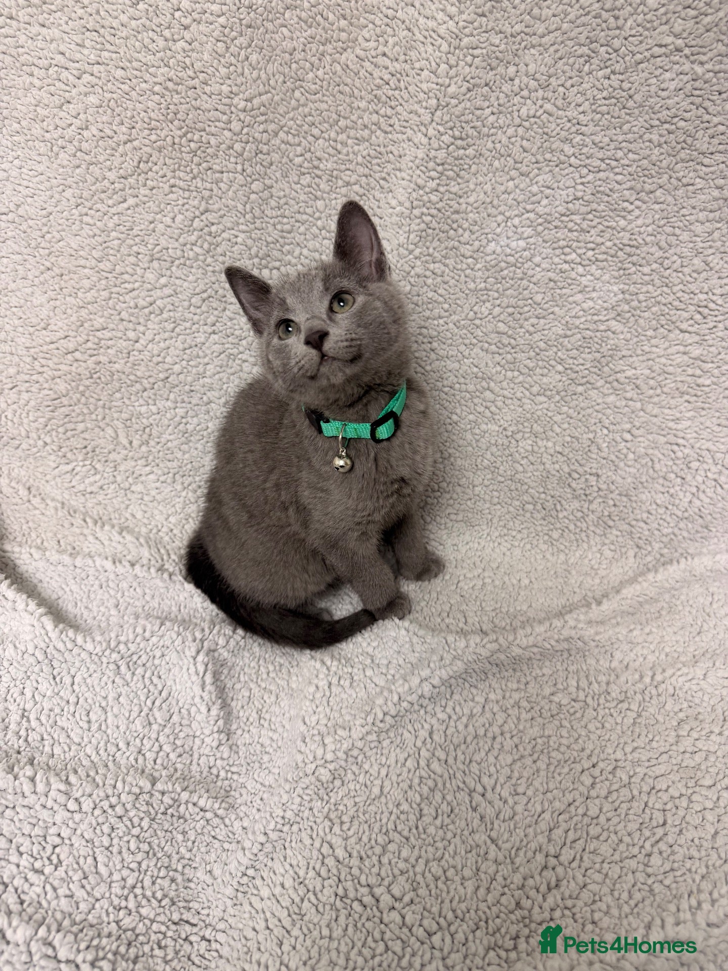 Russian Blue cats 🐾 GCCF Russian Blue Kittens 😻 - Advert 7