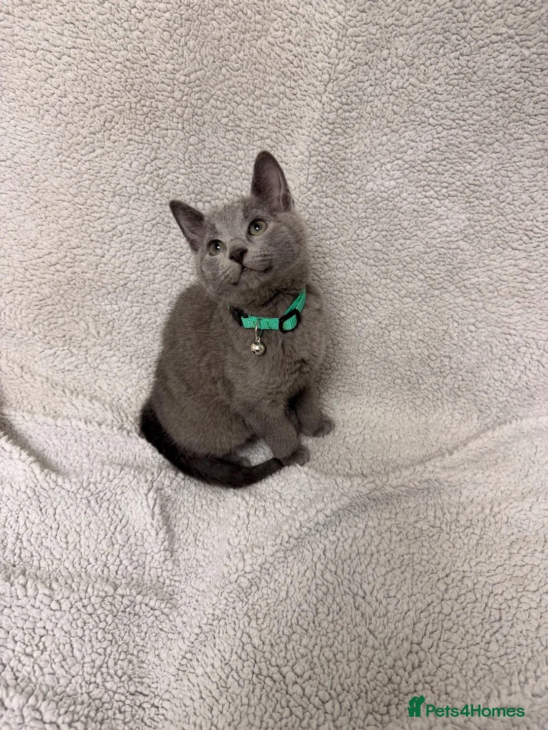 Russian Blue cats for sale: 🐾 GCCF Russian Blue Kittens 😻 - Advert 1