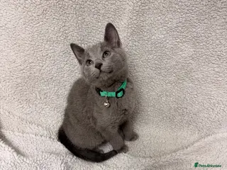 Russian Blue cats 🐾 GCCF Russian Blue Kittens 😻 - Advert 15