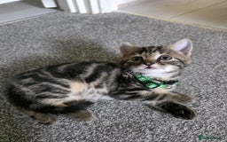 Mixed Breed cats for sale: Gorgeous 2 Girls and 3 boys For sale - Image 25