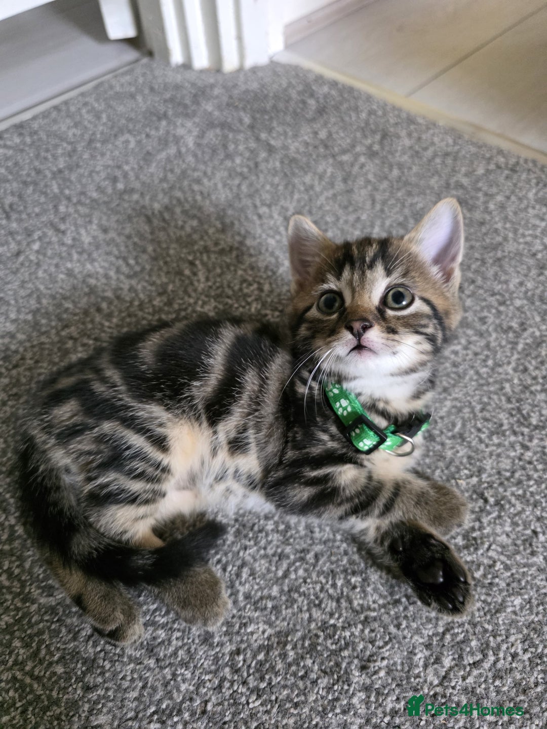 Mixed Breed cats for sale: Gorgeous 2 Girls and 3 boys For sale - Image 25
