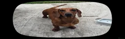 Dachshund dogs for stud: Chocolate Dashound for stud - Advert 1