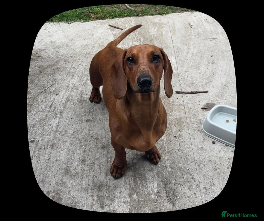 Dachshund dogs for stud: Chocolate Dashound for stud - Advert 1