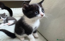 Mixed Breed cats for sale: Kittens for sale - Image 19