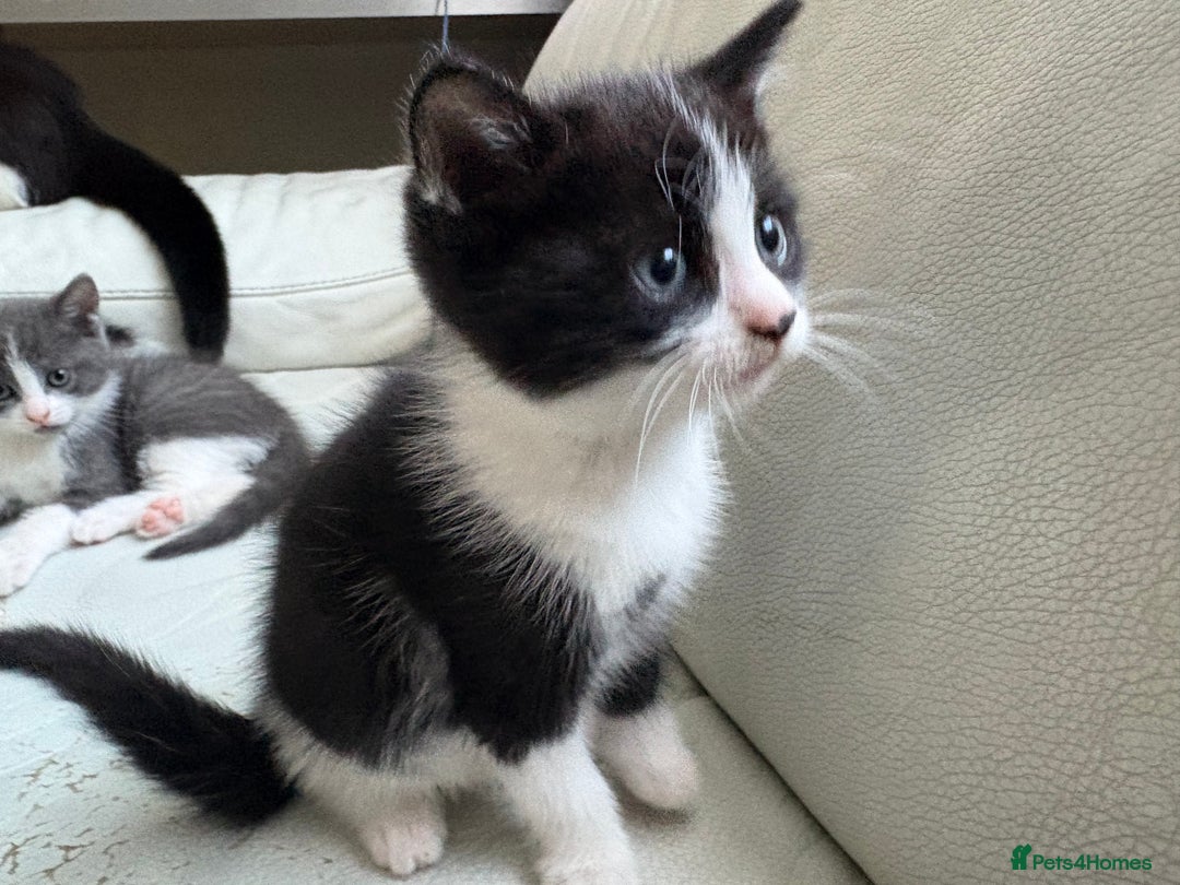 Mixed Breed cats for sale: Kittens for sale - Image 19