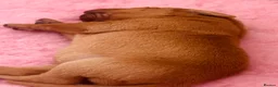 Labrador Retriever dogs for sale: Beautiful Fox Red Labrador Puppies in Wellington - Advert 8