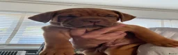 Dogue De Bordeaux dogs for sale: Dogue de Bordeaux 🐶 last 4 remaining 💙💙🩷🩷 - Advert 20