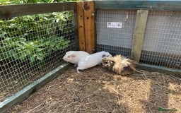 Guinea Pig rodents for sale: beautiful male guinea pigs - Image 4