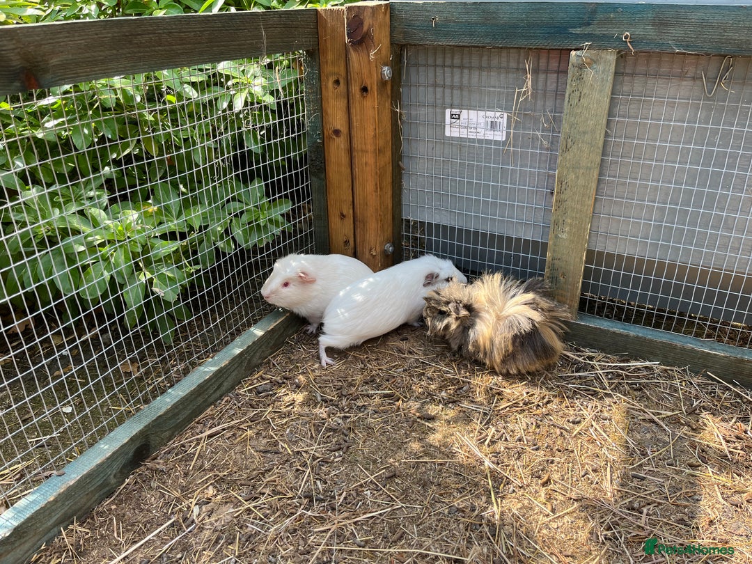 Guinea Pig rodents for sale: beautiful male guinea pigs - Image 4
