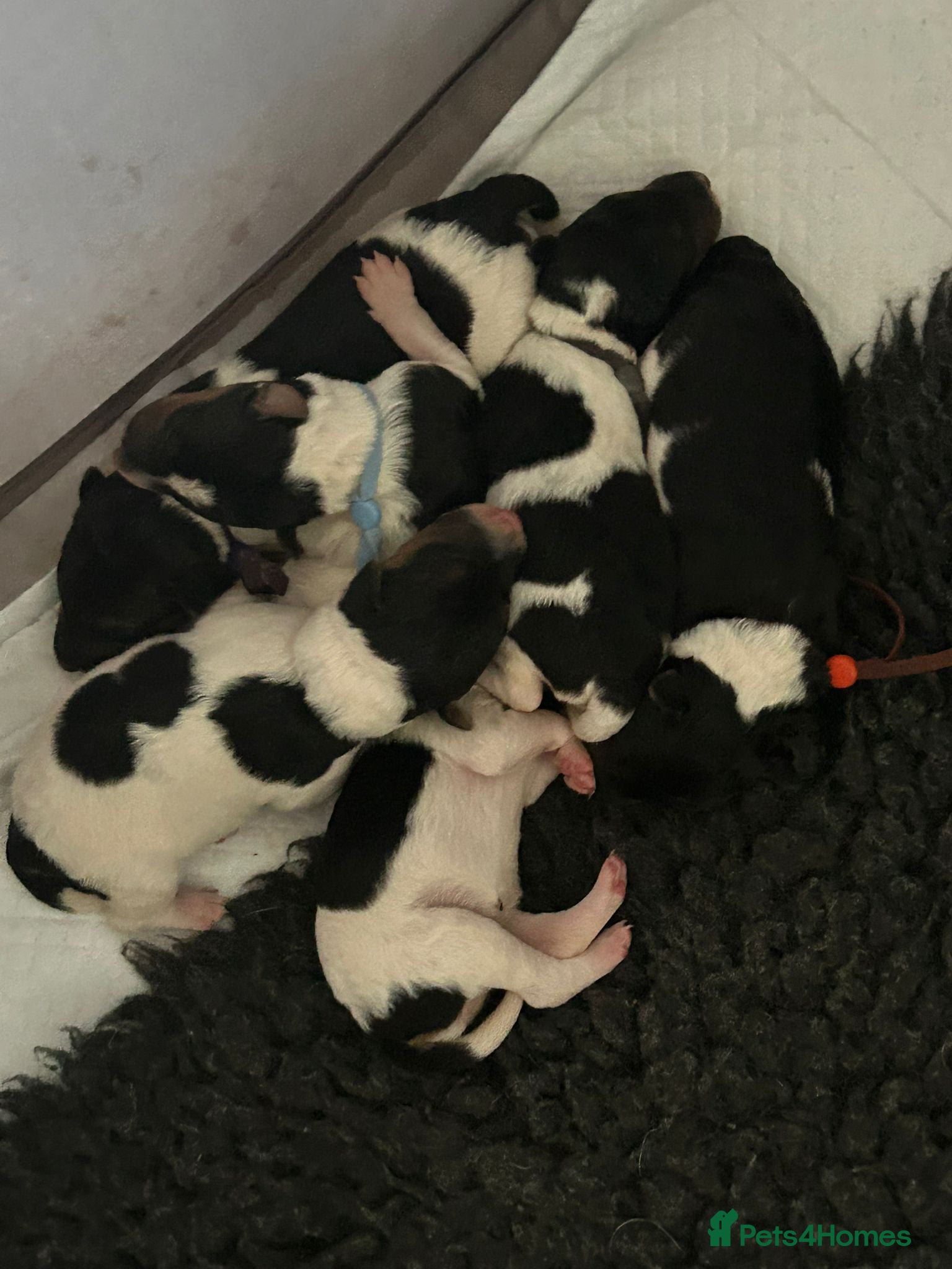 Fox Terrier dogs Beautiful wire fox terrier  - Advert 4