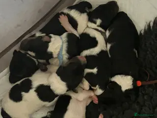Fox Terrier dogs Beautiful wire fox terrier - Advert 13