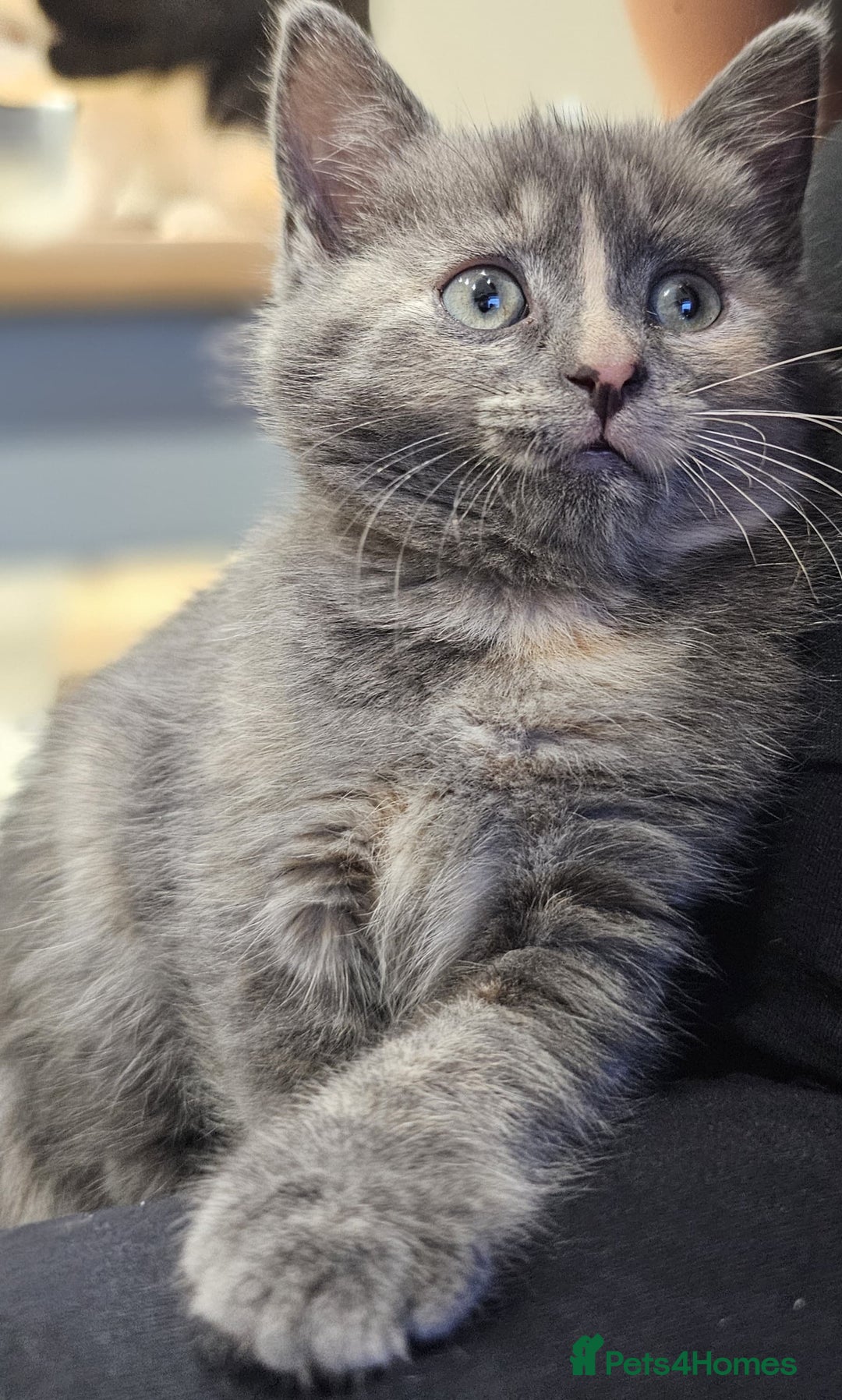 Domestic Shorthair cats for sale: 6 Kittens for sale 😻 - Image 2