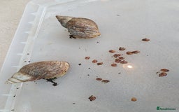 Snails invertebrates for sale: Giant African Land Snail babies - Image 7
