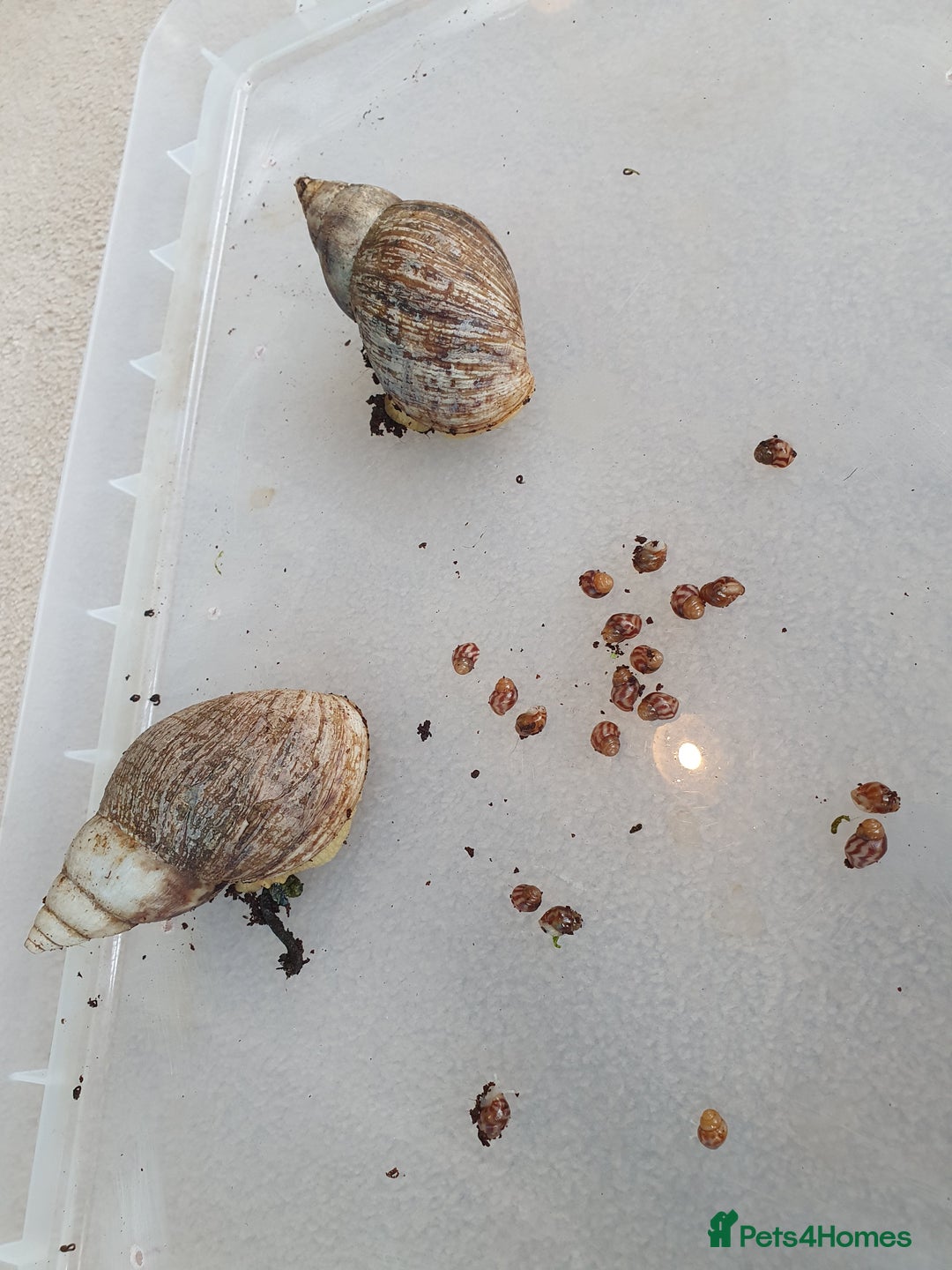 Snails invertebrates for sale: Giant African Land Snail babies - Image 7