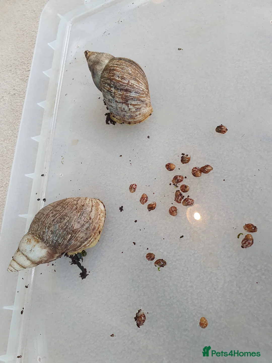 Snails invertebrates for sale: Giant African Land Snail babies - Advert 7