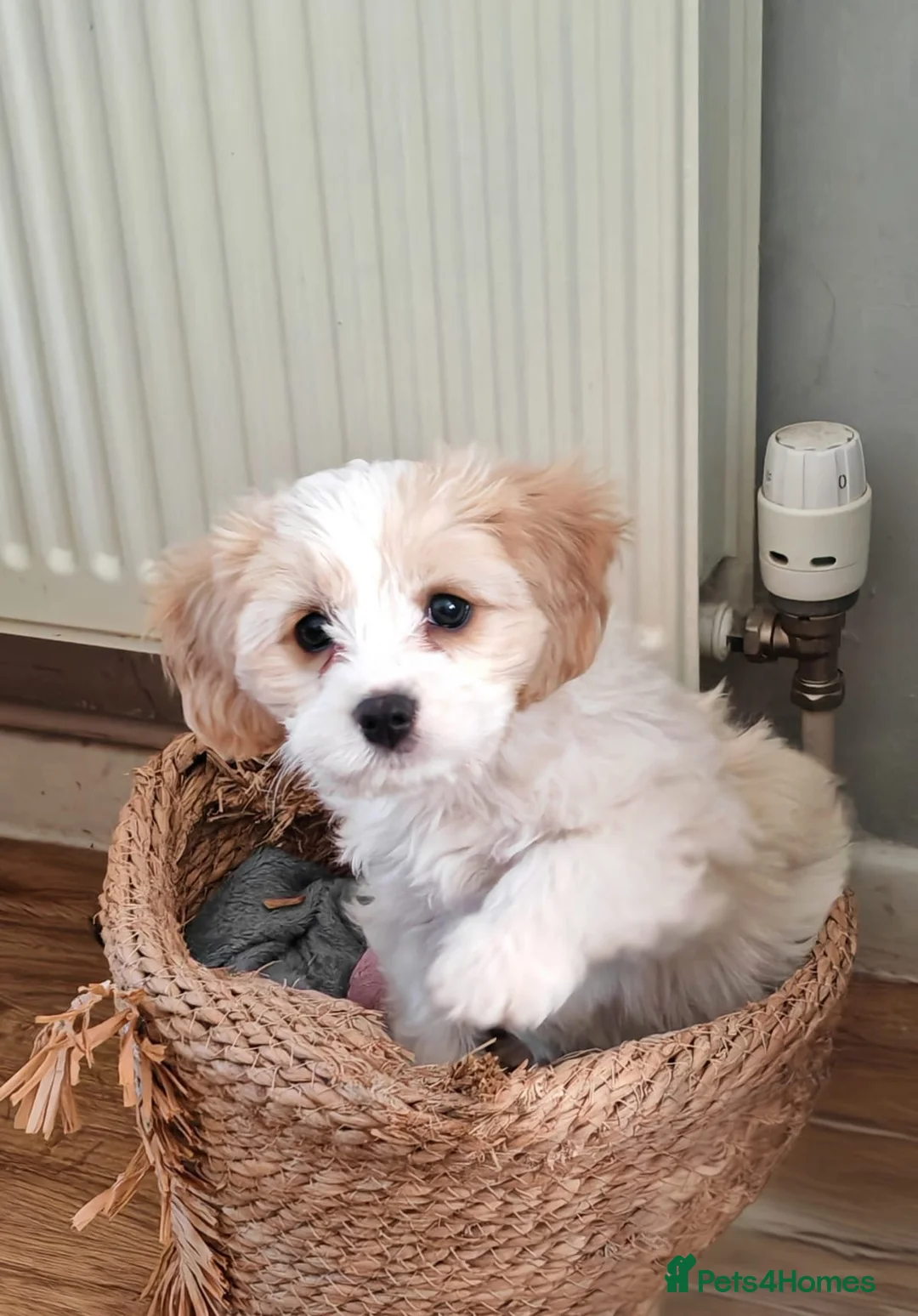 Cavachon dogs for sale: Cavachon - Advert 2