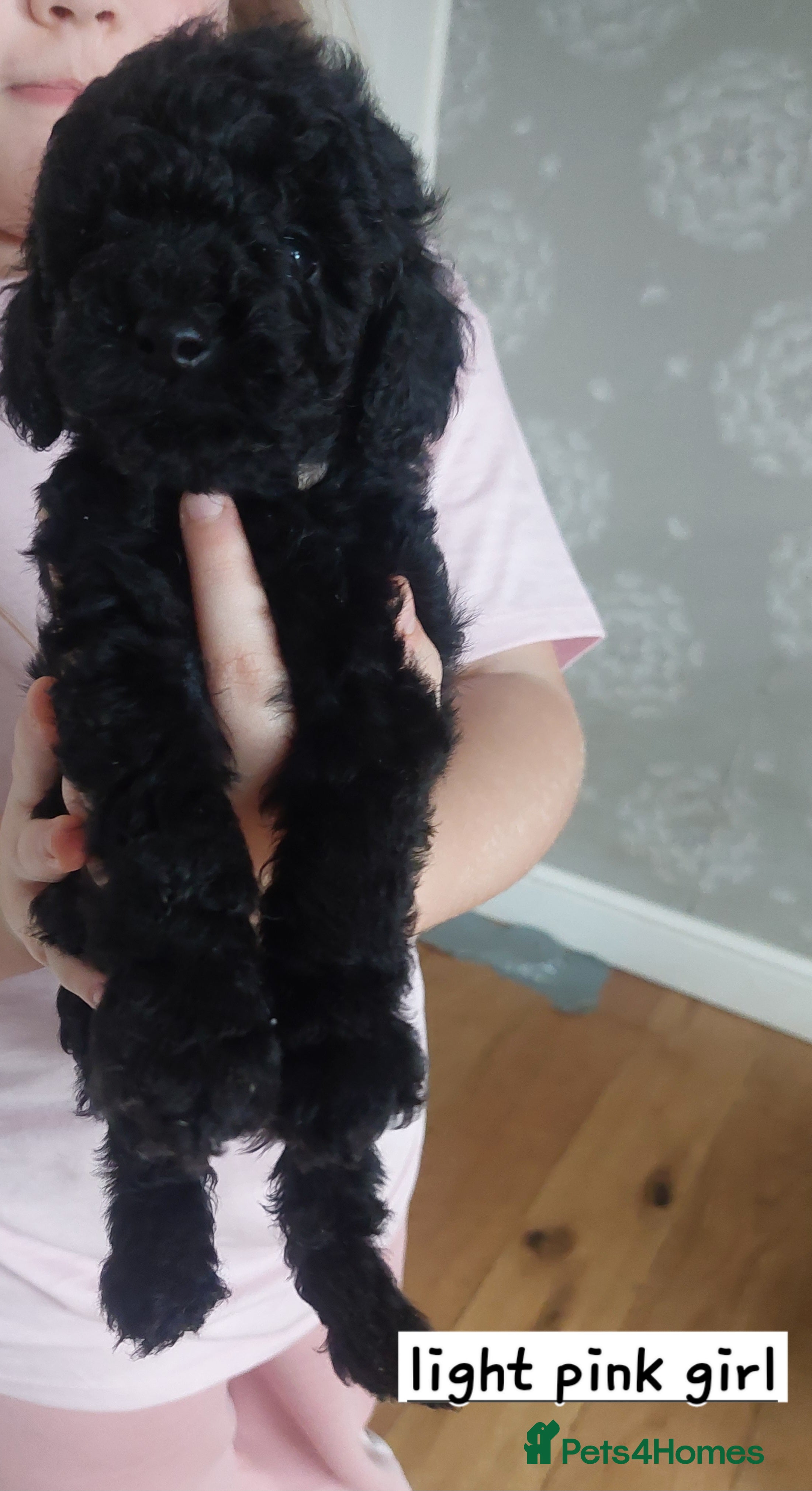 Toy Poodle dogs Beautiful toy poodle pups - Advert 1