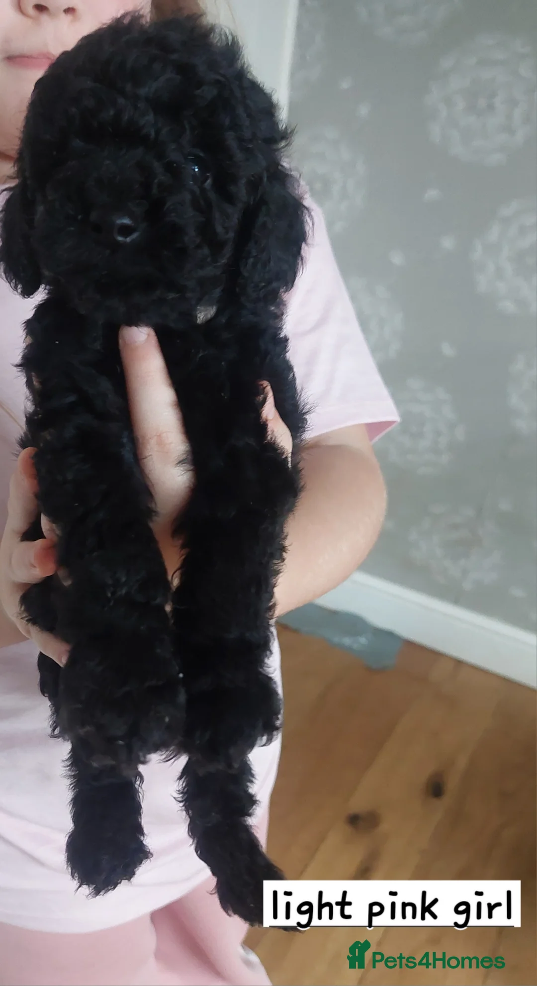 Toy Poodle dogs for sale: Beautiful toy poodle pups - Advert 1