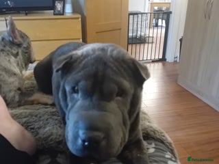 Shar Pei dogs - Advert 3