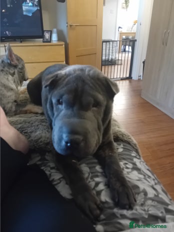 Shar Pei dogs - Advert 1