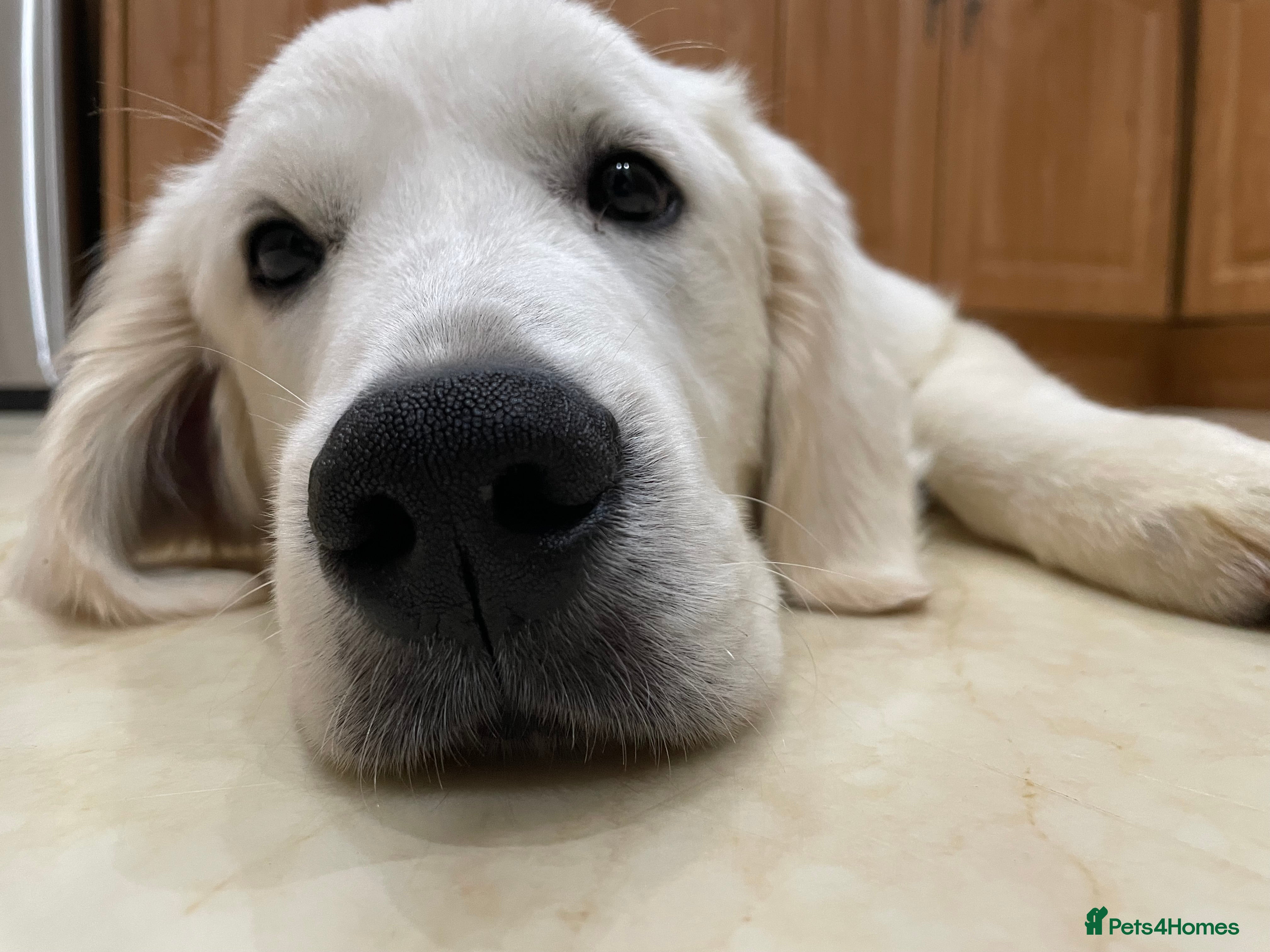 Golden Retriever dogs Theo, White Golden Retriever  - Advert 4