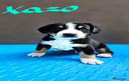 Entlebucher Mountain Dog dogs for sale: Entlebucher Mountain Dog - Image 4