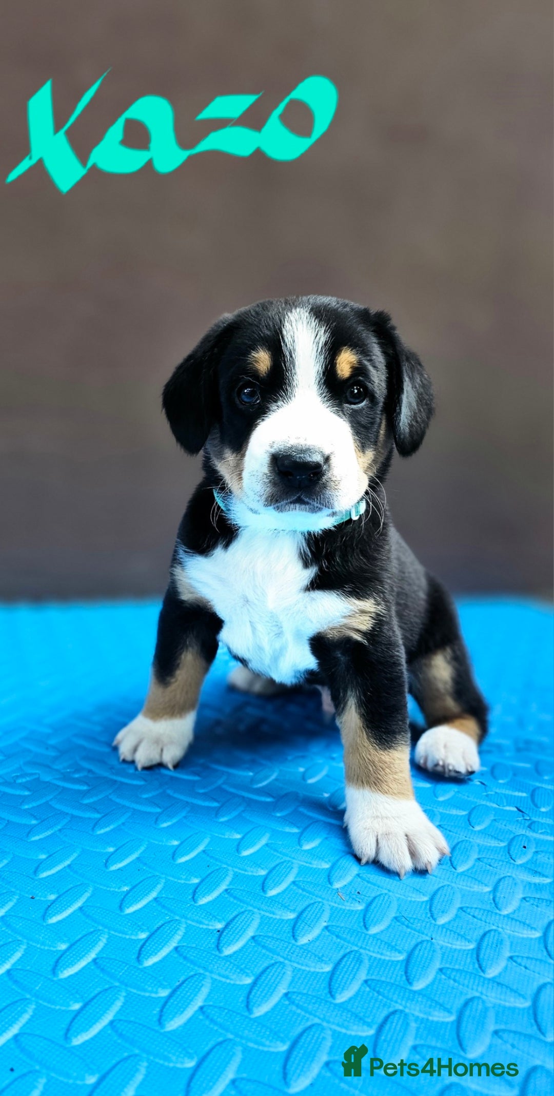 Entlebucher Mountain Dog dogs for sale: Entlebucher Mountain Dog - Image 4